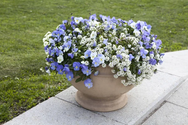 El Alyssum Big Gem Blanco Brillante con azul violeta como decoración de jardín — Foto de Stock