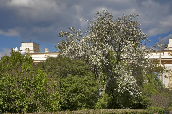 Gasse des Moskauer Gorki-Parks nach dem Sommerregen — Stockfoto