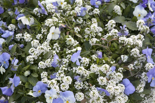 Alyssum velký Gem bílá brilantní s modrofialová jako dekorace zahrady — Stock fotografie