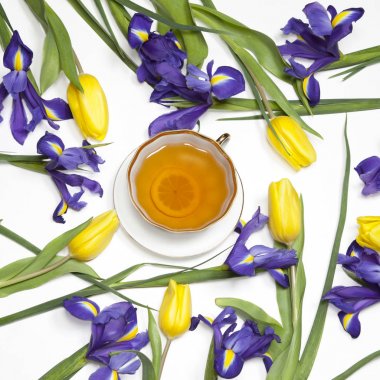 Mor süsen xiphium (soğanlı iris, Iris sibirica) metin için yer beyaz zemin üzerine Sarı Lale ile. Üstten Görünüm, düz yatıyordu