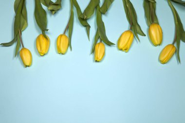 Mavi arka planda sarı laleler