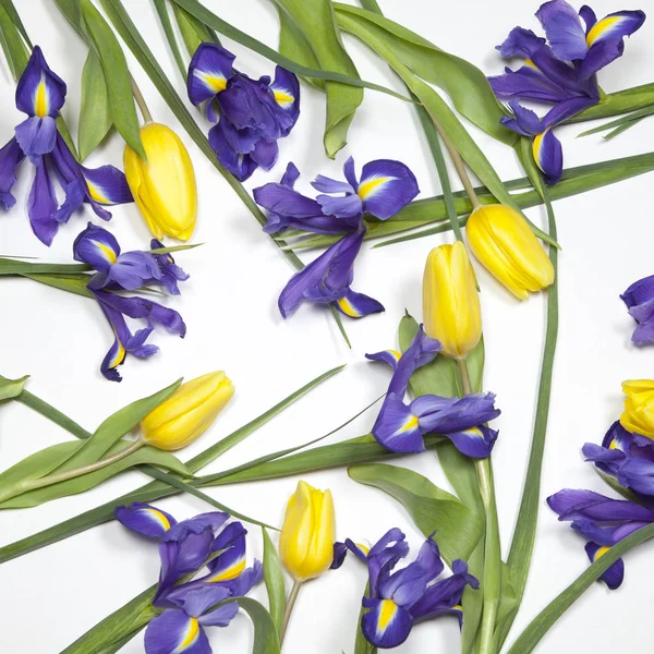 Fialové kosatce xiphium (soudkovitou iris, Iris sibirica) s žlutý Tulipán na bílém pozadí s místem pro text. Pohled shora, plochá ležel — Stock fotografie