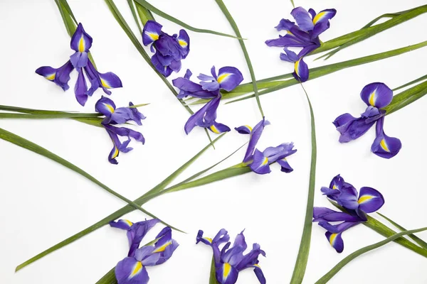 Violett Iris xiphium (kupig iris, Iris sibirica) på vit bakgrund med utrymme för text. Ovanifrån, platt låg — Stockfoto