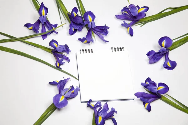 Violett Iris xiphium (kupig iris, Iris sibirica) på vit bakgrund med utrymme för text. Ovanifrån, platt låg — Stockfoto