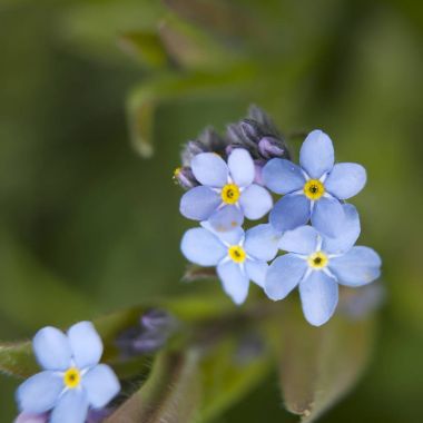 Myosotis sylvatica. İngilizce bir bahçede değil unut beni