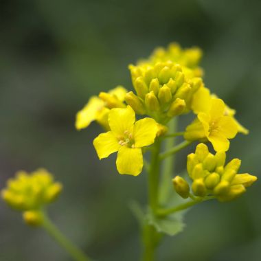 Wintercress Barbarea vulgaris (Turpgiller kadar yakın)