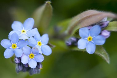 Myosotis sylvatica. İngilizce bir bahçede değil unut beni