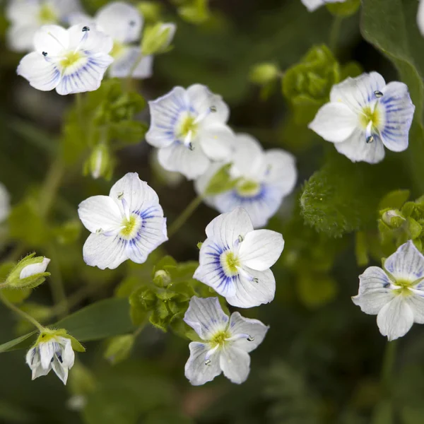 The Blue ivy leaved speedwell Veronica hederifolia ssp hederifolia flowering plant — Stock Photo, Image