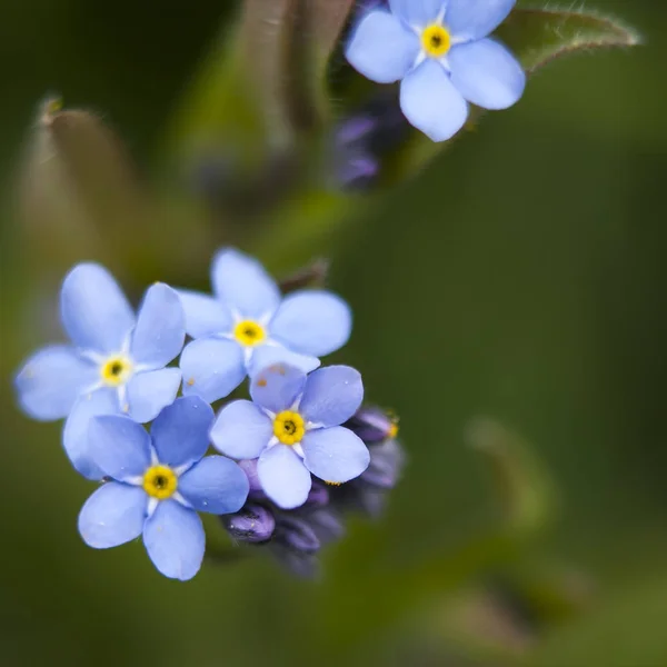 The Myosotis sylvatica . Forget me not in an English garden — Stock Photo, Image