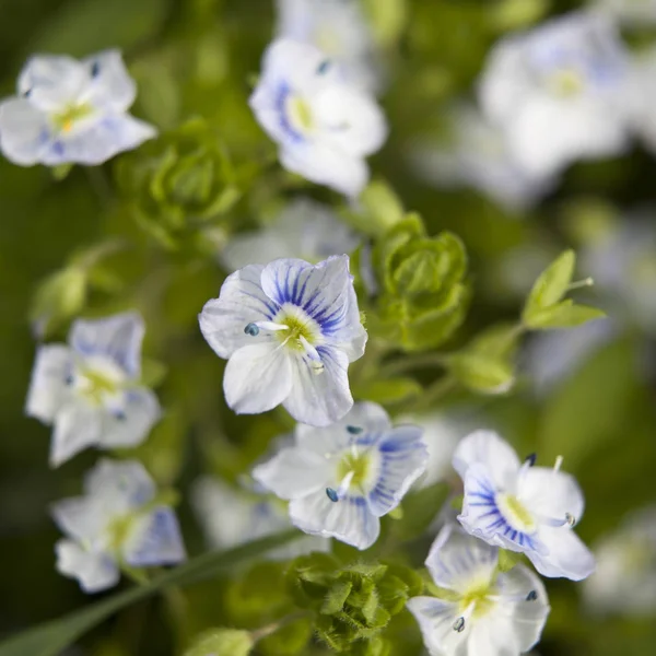 블루 아이비 speedwell 베로니카 hederifolia ssp hederifolia 꽃 식물 잎이 달린 — 스톡 사진