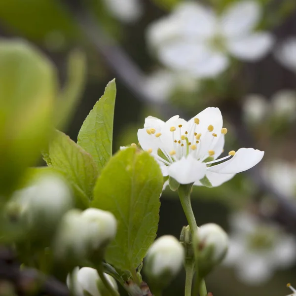 Cherry blossoms close-up in spring. Stamens and pistils — Stock Photo, Image