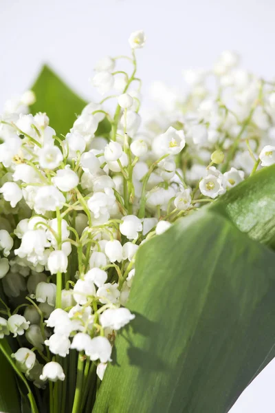 The Lilies of the valley closeup — Stock Photo, Image