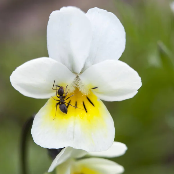 Viola Sororia Albiflora. Viola Papilionacea karınca ile — Stok fotoğraf