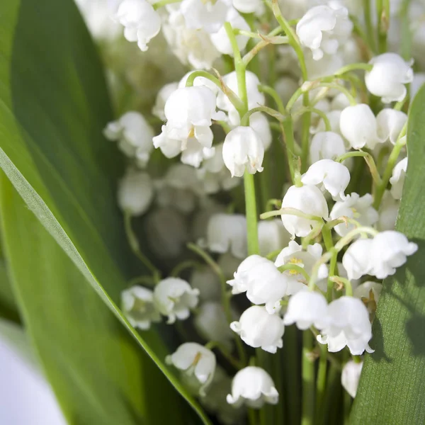 De close-up van de lelies van de vallei — Stockfoto