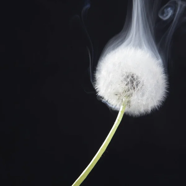 Detaljerna i tidigare bloom maskros med rök på svart oskärpa bakgrund — Stockfoto