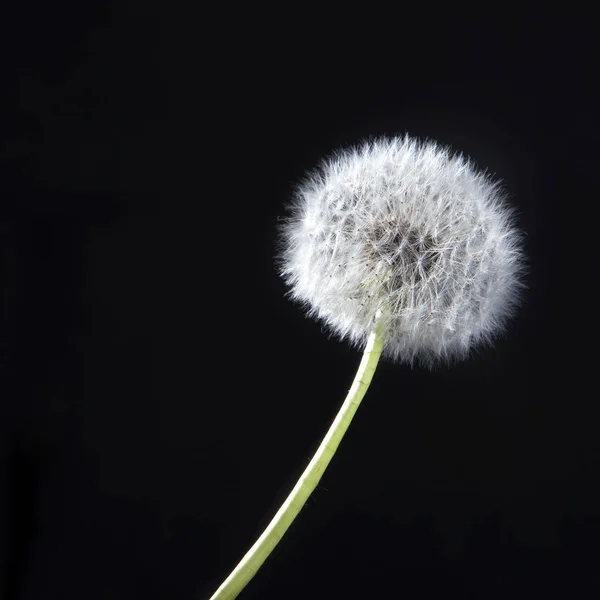 Detaljerna i tidigare bloom maskros på svart oskärpa bakgrund — Stockfoto