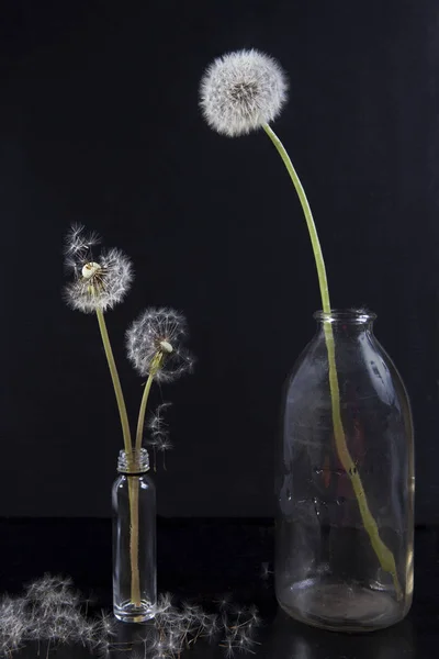 Siyah duman ile son bloom karahindiba detayını arka plan bulanıklık — Stok fotoğraf