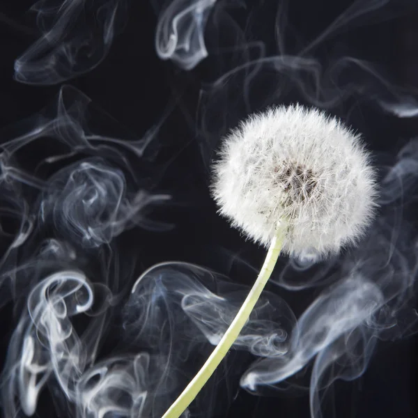 O detalhe do dandelion passado da flor com fumaça no fundo preto do borrão — Fotografia de Stock