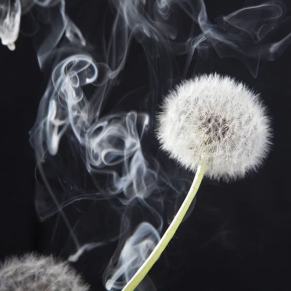 O detalhe do dandelion passado da flor com fumaça no fundo preto do borrão — Fotografia de Stock