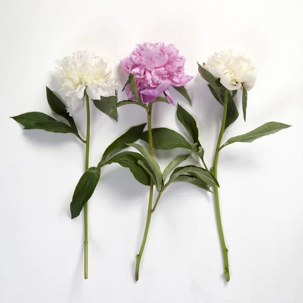 Cerise Pivoine rose et blanche Fleurs sur la table blanche en bois — Photo