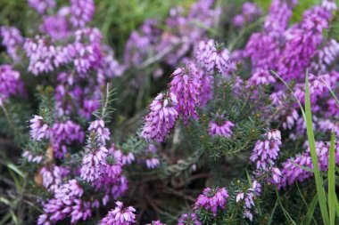 bir arka plan veya kart olarak mor heather