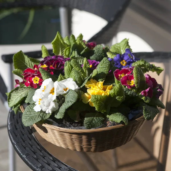 White, yellow, red, blue and purple primrose in a wicker basket as decoration of the entrance to the house — Stock Photo, Image