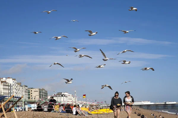 Dos chicas con comida huyen de las gaviotas que las atacan en la playa —  Fotos de Stock