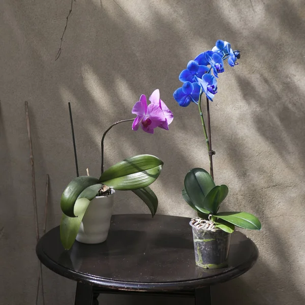 A orquídea azul e violeta em um pote em uma mesa de madeira preta em frente à parede de concreto no jardim — Fotografia de Stock