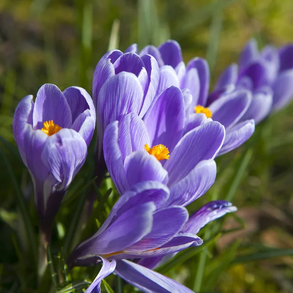 O croco (Crocus tommasinianus), florescendo — Fotografia de Stock