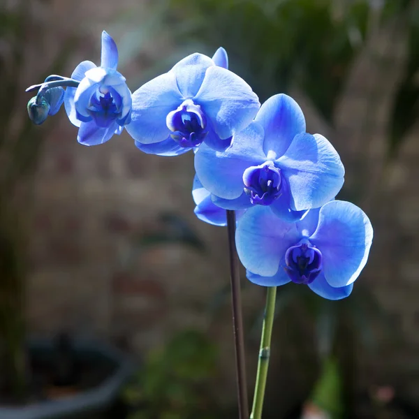 A bela orquídea azul — Fotografia de Stock
