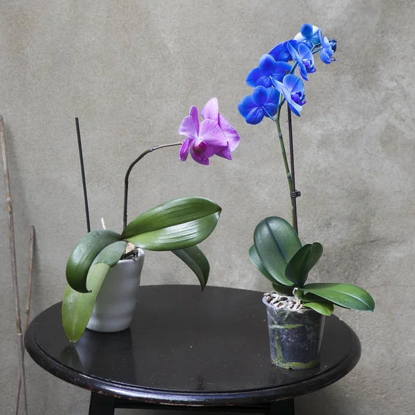 A orquídea azul e violeta em um pote em uma mesa de madeira preta em frente à parede de concreto no jardim — Fotografia de Stock