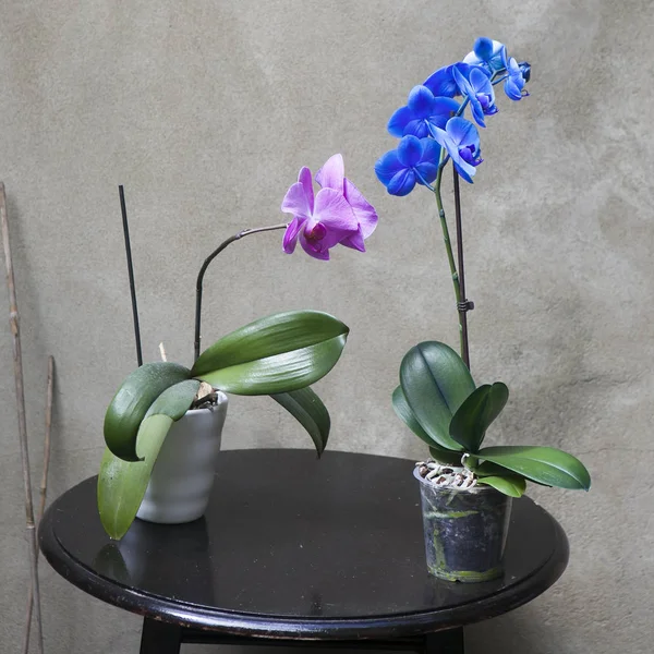 Orchidea blu e viola in una pentola su un tavolo di legno nero di fronte al muro di cemento in giardino — Foto Stock