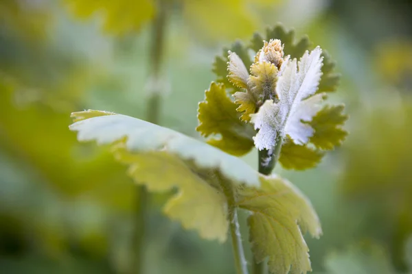 Emerging flower Macleaya cordata (Plume Poppy) — Stock Photo, Image