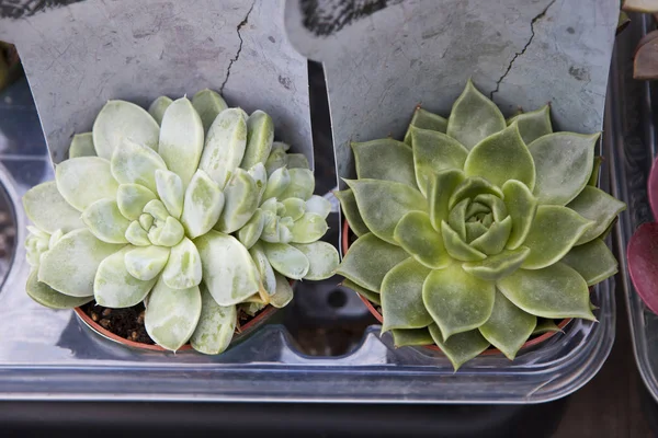Succulent in a pot is an excellent decoration for home and office — Stock Photo, Image
