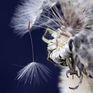 karahindiba tohumlar siyah arka plan üzerine izole dağıtım için hazır