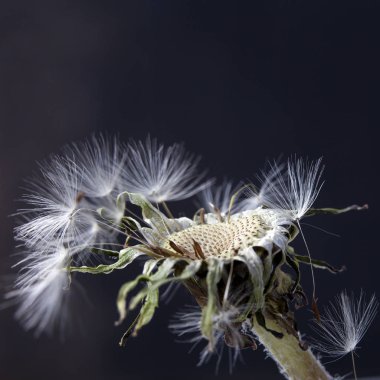 karahindiba tohumlar siyah arka plan üzerine izole dağıtım için hazır