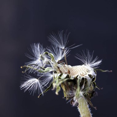 karahindiba tohumlar siyah arka plan üzerine izole dağıtım için hazır