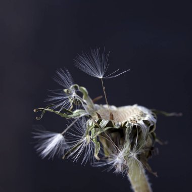 karahindiba tohumlar siyah arka plan üzerine izole dağıtım için hazır