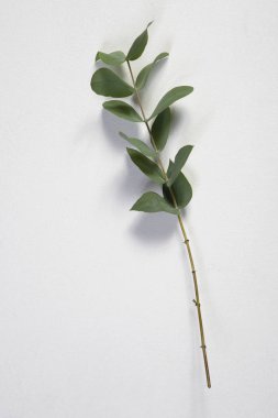 asmanian mavi sakız, mavi sakız okaliptüs (Eucalyptus globulus), dal yaprakları, studio resim ile. Kartı