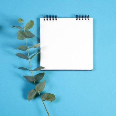 Yaylar üzerinde bir defter notları için boş bir alanı ile mavi bir arka plan üzerinde bir okaliptüs ile.