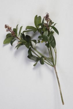 Pittosporum Tenuifolium ilgi odağı mavi backgorund üzerinde