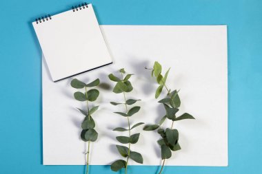 yaylar üzerinde defter notları için boş bir alanı ile mavi bir arka plan üzerinde bir okaliptüs ile.