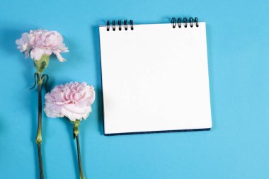 Yaylar üzerinde bir defter notları için boş bir alanı ile mavi bir arka plan üzerinde pembe bir karanfil ile.