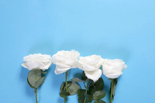 Las cuatro rosas blancas sobre un fondo azul con un espacio vacío para las notas. Tarjeta romántica —  Fotos de Stock