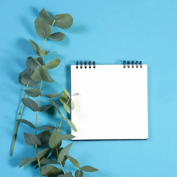 En anteckningsbok på fjädrarna med en eukalyptus på en blå bakgrund med ett tomt utrymme för anteckningar. — Stockfoto