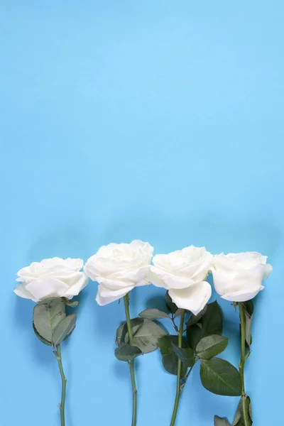 这四只白玫瑰与笔记空空间蓝底白字。浪漫卡 — 图库照片