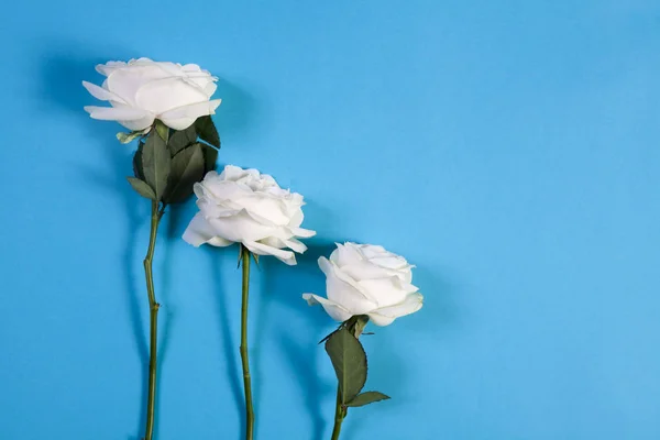 Tres rosas blancas sobre un fondo azul con un espacio vacío para notas. Tarjeta romántica —  Fotos de Stock