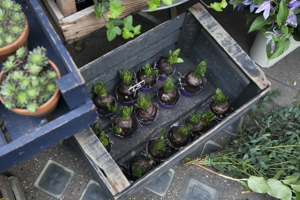 ヒヤシンスのお花屋さんの入り口に鍋での撮影します。ユーカリの枝から至近します。 — ストック写真