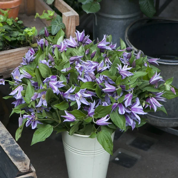 The Blue bells in a zinc bucket for sale near the entrance to the store — Stock Photo, Image