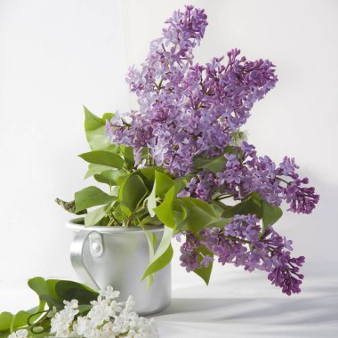 ahşap beyaz masa üzerinde mavi leylak